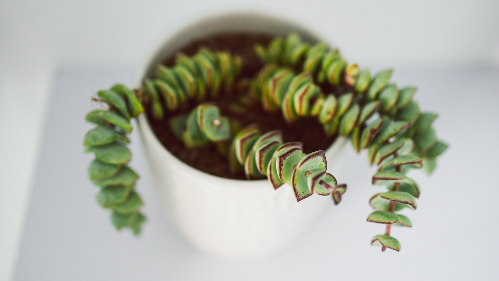 Close up of a small plant in a small white pot, with several long stems that have small, plump leaves stacked  down each stem.