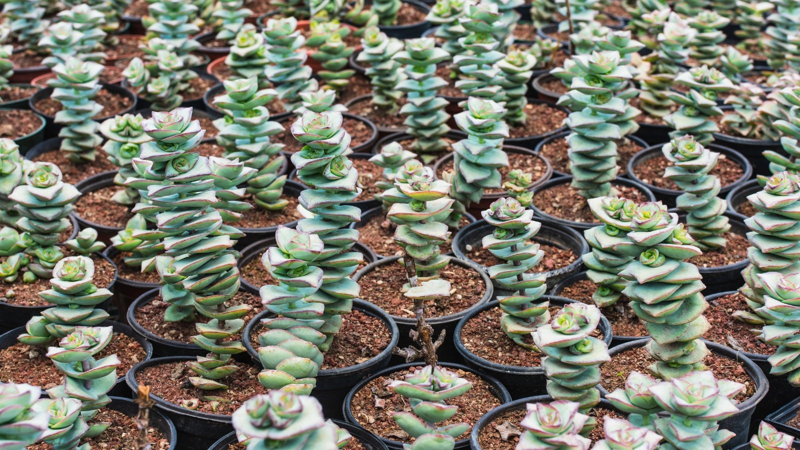 Rows of small, black, pots filled with dirt and small plants with one stem in each container. Each plant has small, plump leaves stacked up each of their stems.