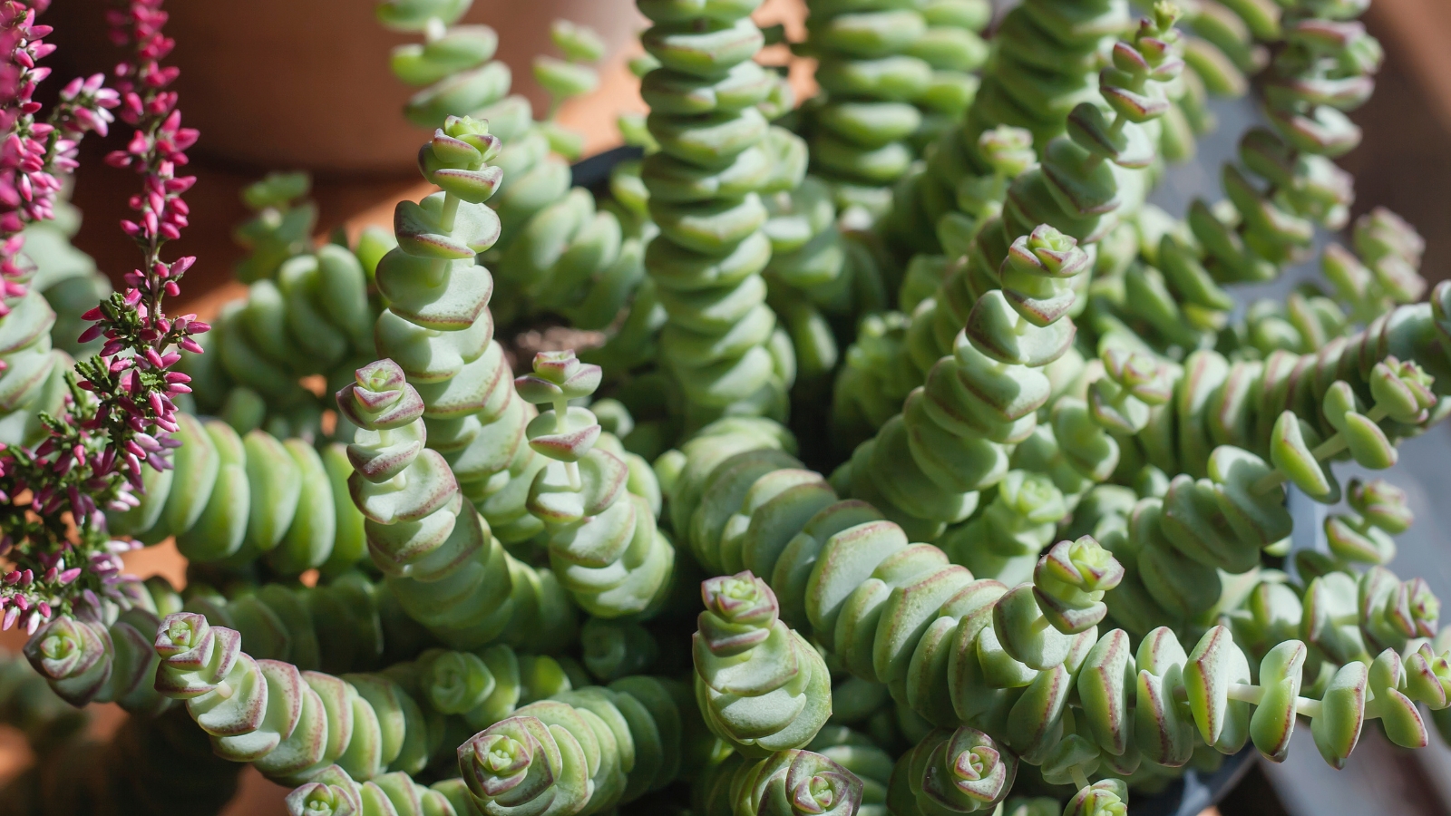 Close up of dozens of stems with layers of plump, round leaves stacking up each stem.