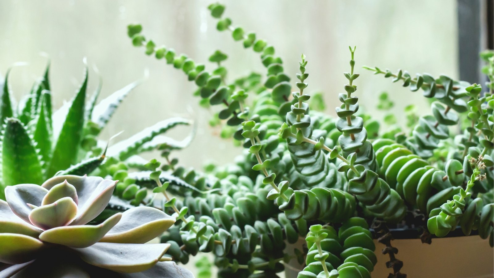 Three green succulent plants in pots, sitting in front of a large, bright window.