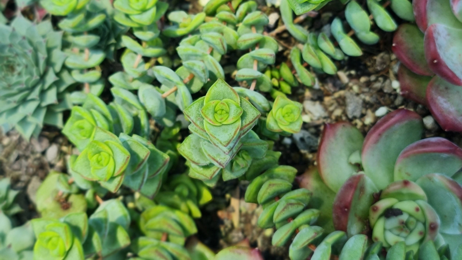 Close up, overview shot of a bright green plant in a garden with several long stems that have small, plump, triangle shaped leaves stacked up each stem.