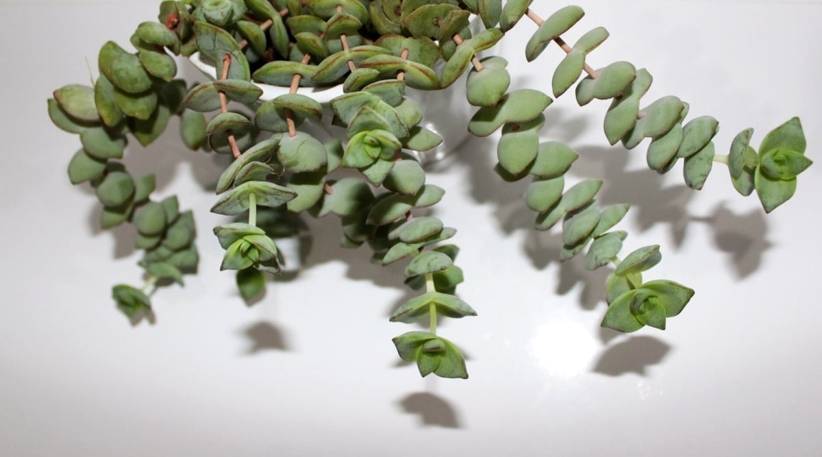 Close-up of a String of Buttons succulent in a white pot on a white table. The plant consists of long thin reddish stems covered with fleshy, triangular leaves that grow opposite each other and coil around the stem in spirals. The leaves are light green in color with a grayish dusty coating and with reddish edges on some leaves.