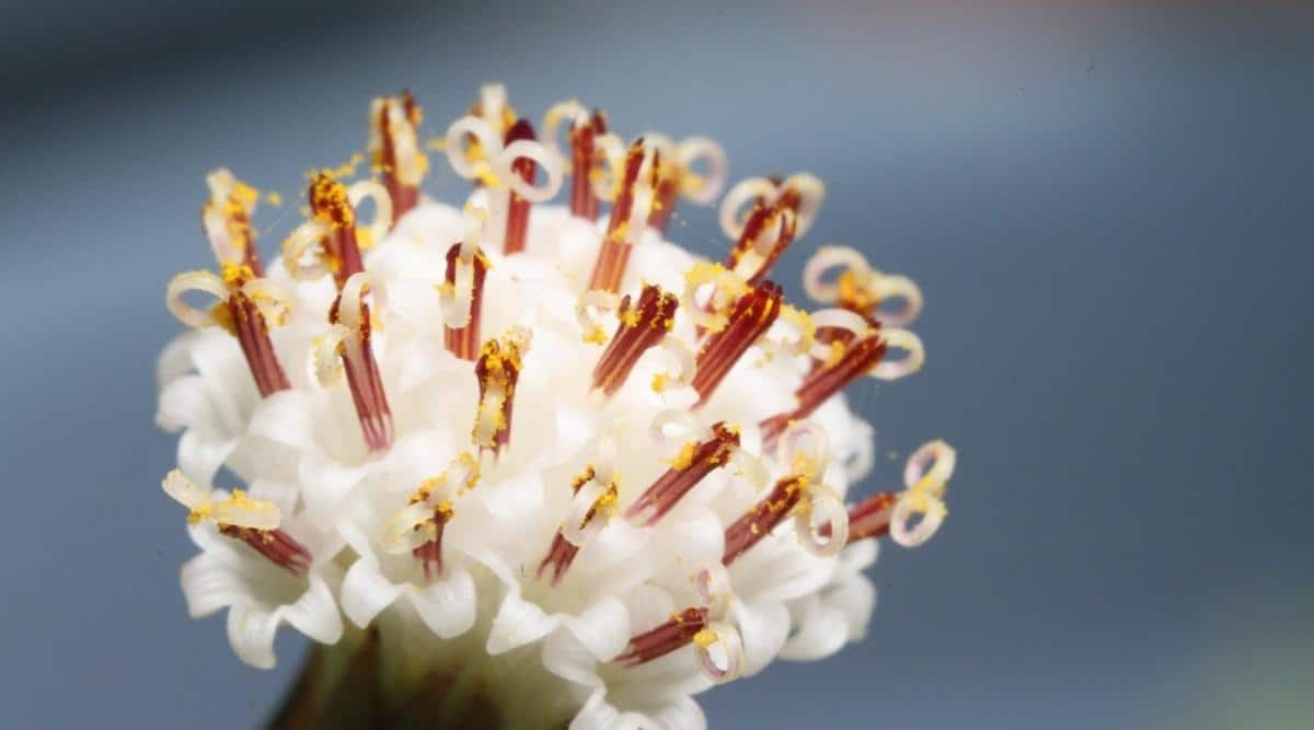 String of Dolphins Flower Close up