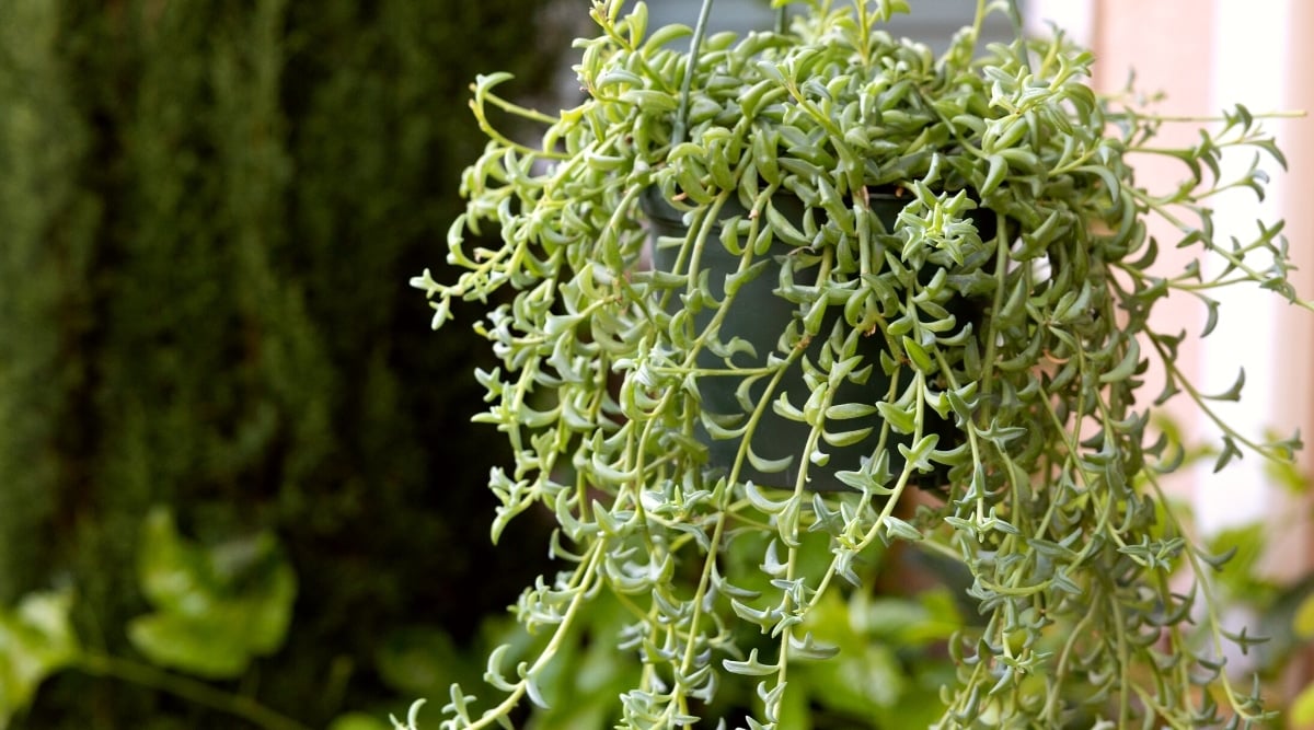 Close-up of a String of Dolphins plant in a black hanging pot in the garden. The plant consists of many thin long stems covered with succulent, light green, oblong, dolphin-like leaves.