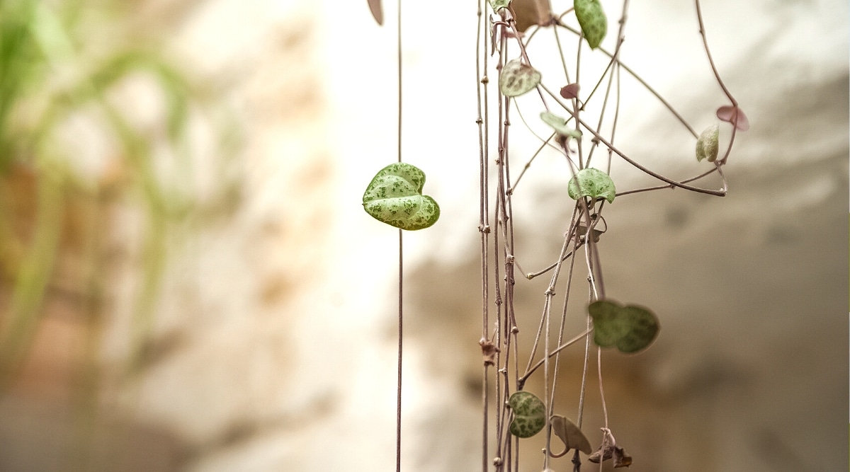 Close-up of the hanging vines of a plant against a brown blurred background. The vines are thin, brown, covered with small heart-shaped variegated dark green leaves with light green elements. The small round bumps on the vines are the tubers for the plant to propagate.