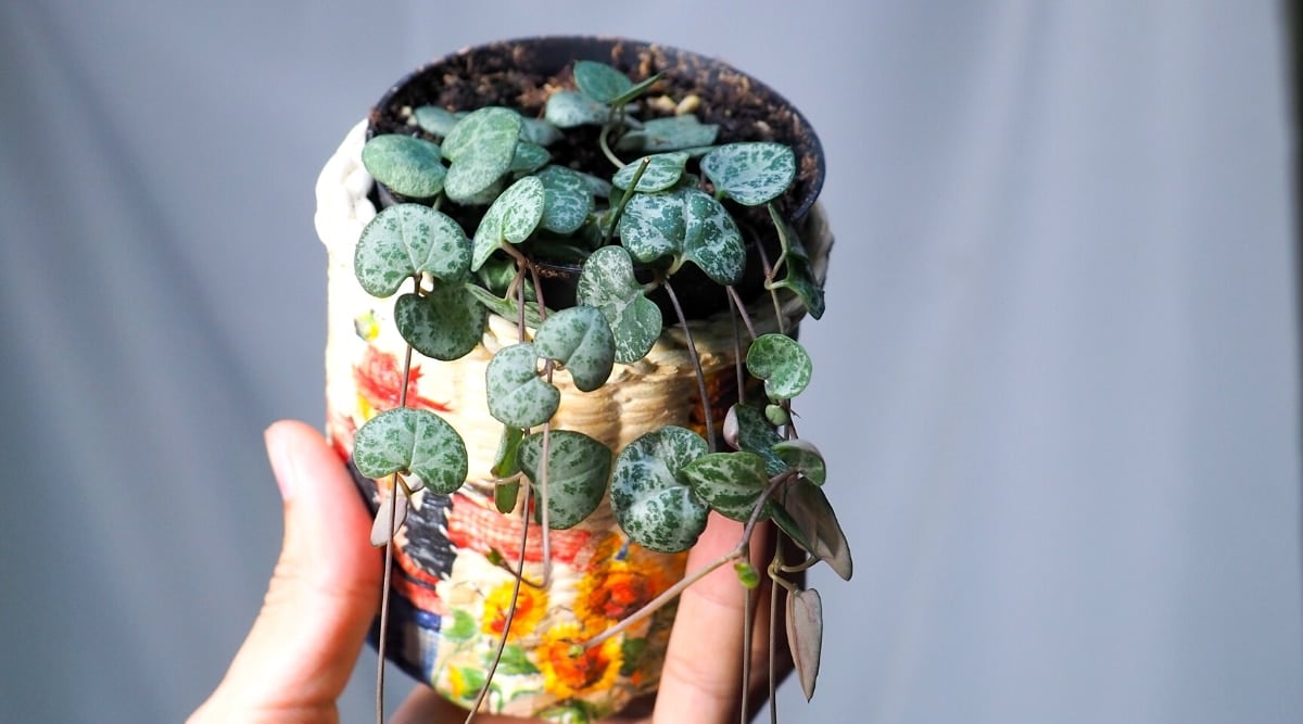 Close-up of a hand holding a small decorative flower pot with a Ceropegia woodii plant in front of a gray curtain. A black flower pot is placed in a colorfully decorated wicker planter. The vines of the plant are purple-brown with small variegated leaves resembling hearts. The soil is wet.