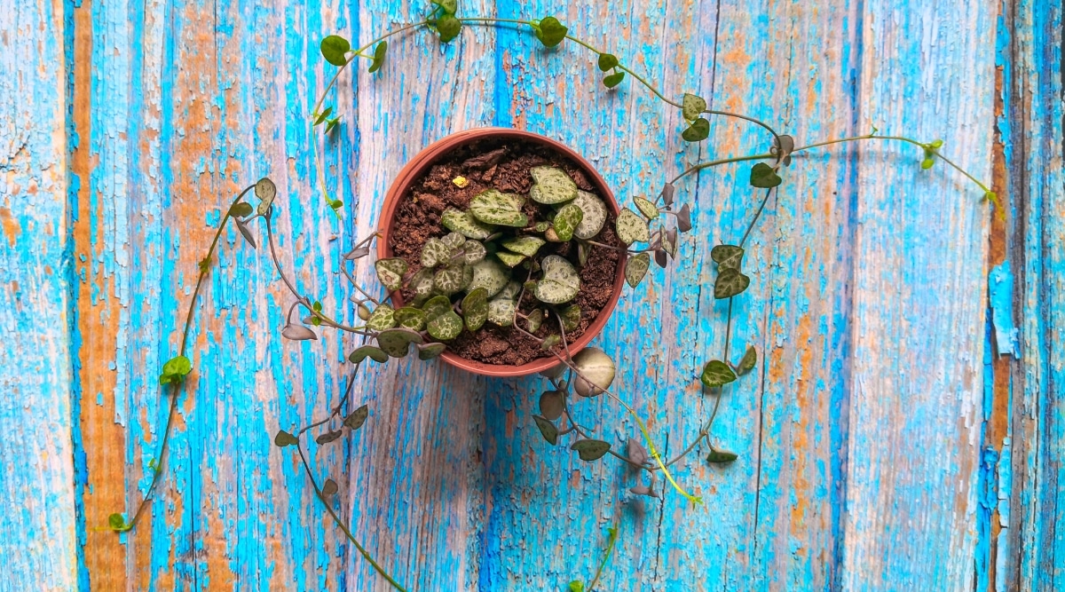 Top view, close-up of a potted plant on a blue wooden surface. The plant has long thin vines with cute heart-shaped leaves. The leaves are variegated, a combination of dark green and light green.