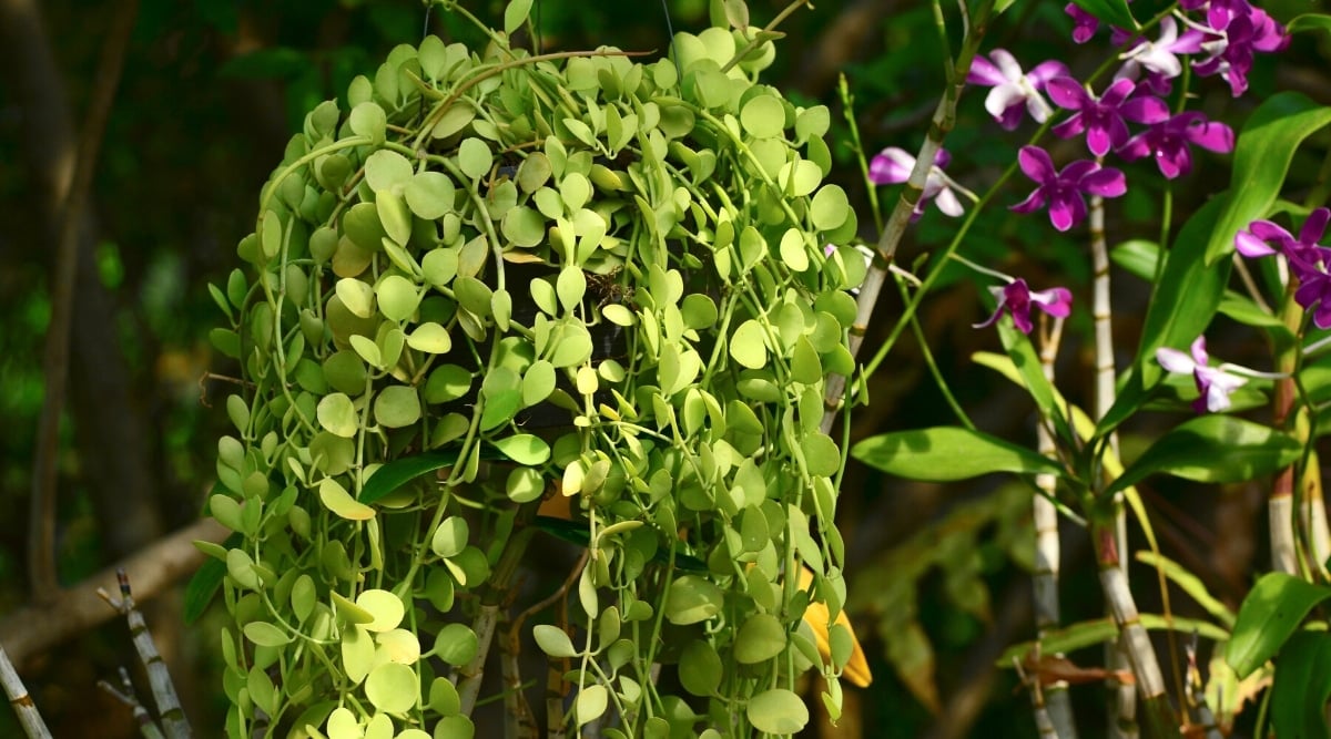 Close-up of Dischidia nummularia in a hanging pot in a garden against a backdrop of blooming tropical plants. The succulent consists of long light green hanging stems covered with light green round, flat, coin-like leaves.