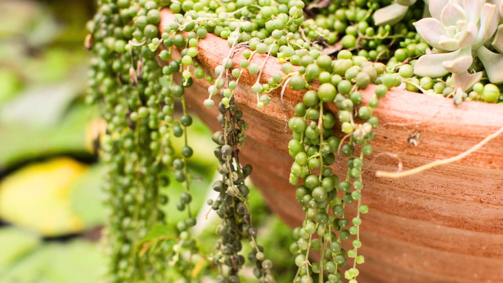 A large round terra-cotta planter filled with a green vining succulent that has skinny, green vines covered in tiny, green, round, pearl-shaped leaves.