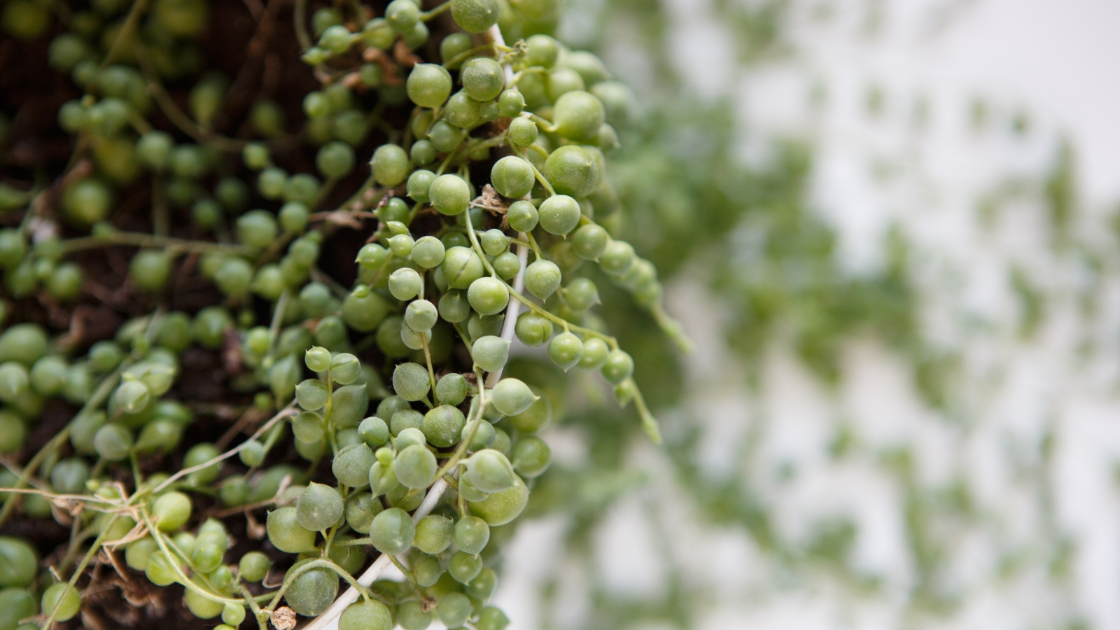 Close-up overhead view of a green plant with elongated vines covered in round, plum-shaped leaves, with some leaves scattered on the ground in the background.