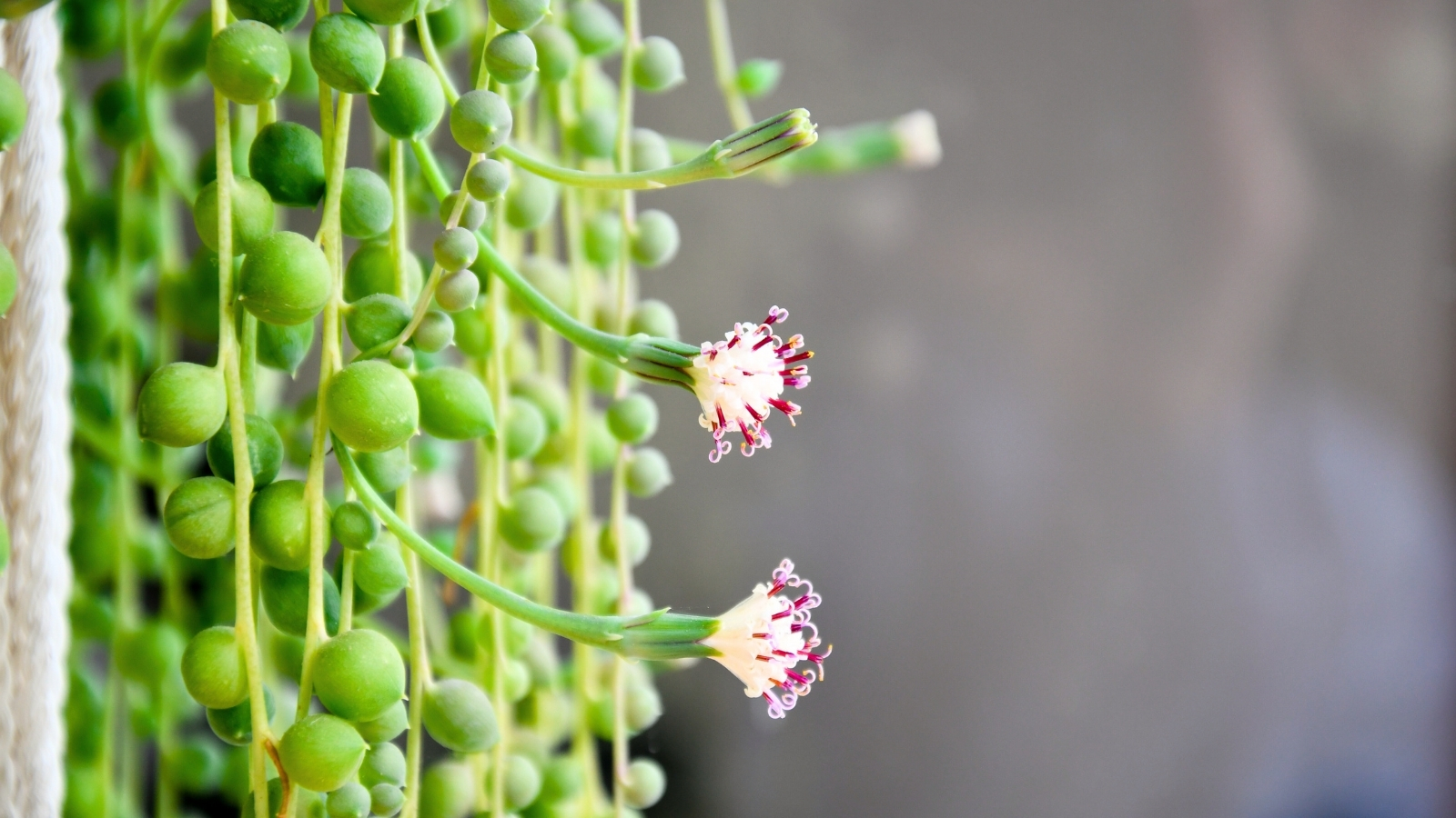 Close up of a tiny white flower with several longer red, skinny, petals growing on a skinny green vine with tiny, round, green, pearl shaped, leaves.