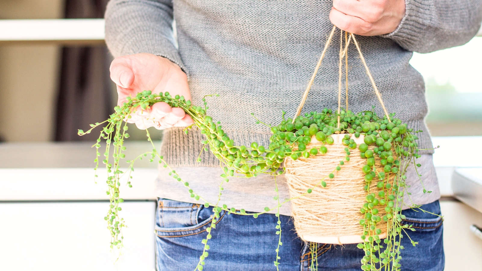 Close up of a man holding a hanging plant with one hand, while grabbing a handful of the plant's vines in the other hand.