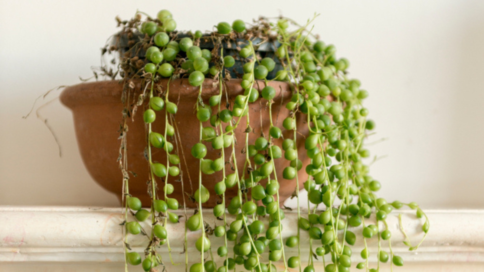 Description of a small round terra-cotta planter filled with a green vining succulent composed of skinny green vines covered in tiny round pearl-shaped leaves, some of which appear dried and shriveled.