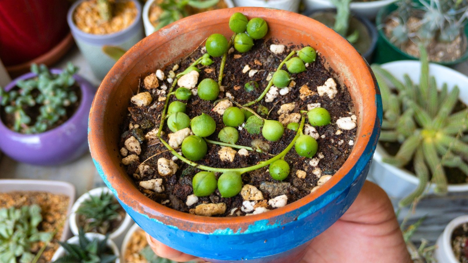 Close-up of a small blue pot containing a tiny plant with long, twisted vines and small green round leaves.