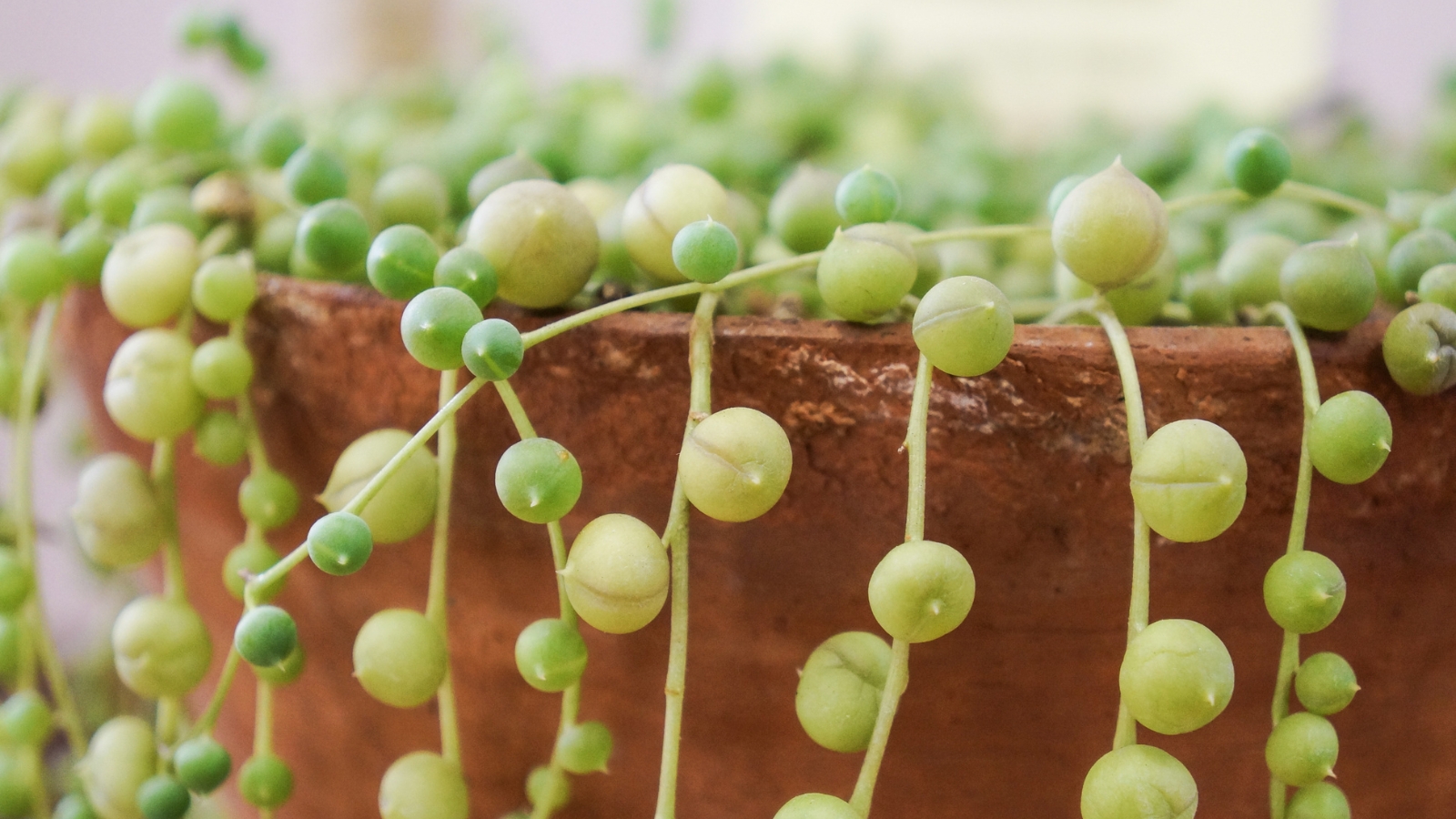 Close up of a terra-cotta pot that has a green plant with skinny vines and small, round, plump leaves on it. Some of the leaves are turning a light yellow color.