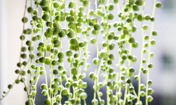 String of Pearls Succulent Draping Over Pot