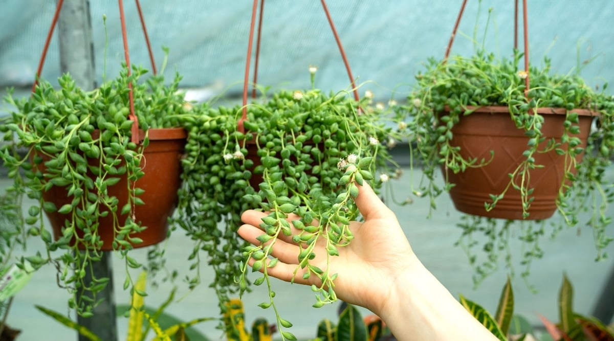 Three large hanging pots with Curio Herreanus plants hanging in a greenhouse on a blue background. A woman's hand demonstrates the long hanging stems of one of the plants. Plants have long, thin, hanging stems with oval, fleshy, green, football-shaped leaves.