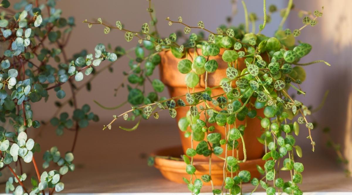 String Succulent in Clay Pot in Sunshine