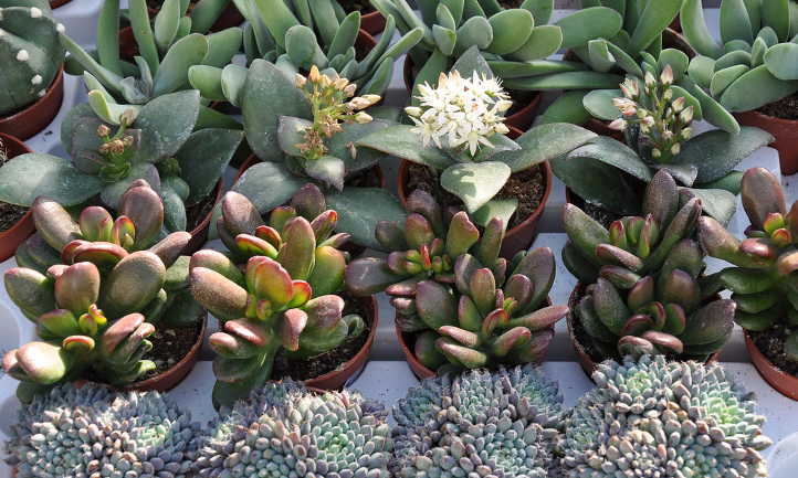 Succulent collection