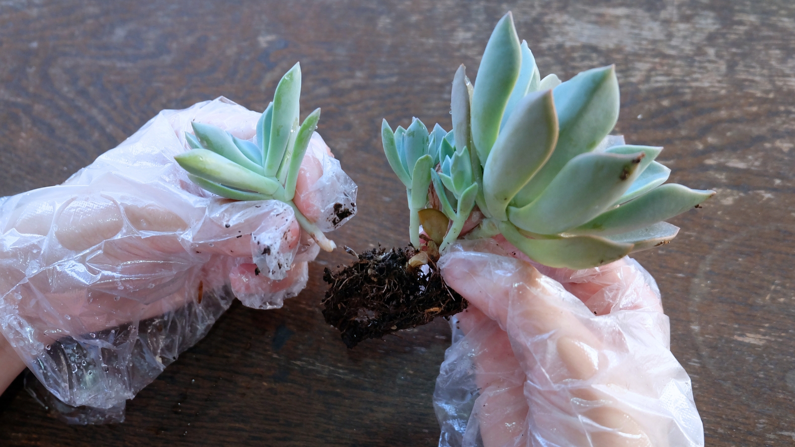 A woman's hands wearing clear gloves, holding a small succulent plant that has been separated into different sections at the root.