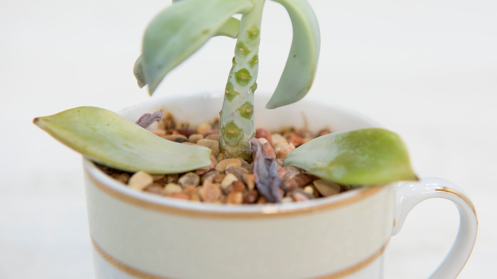 Close up of a small light green plant, planted in a mug. the plant has a thick, light green stem and several leaves that have fallen off into the soil.