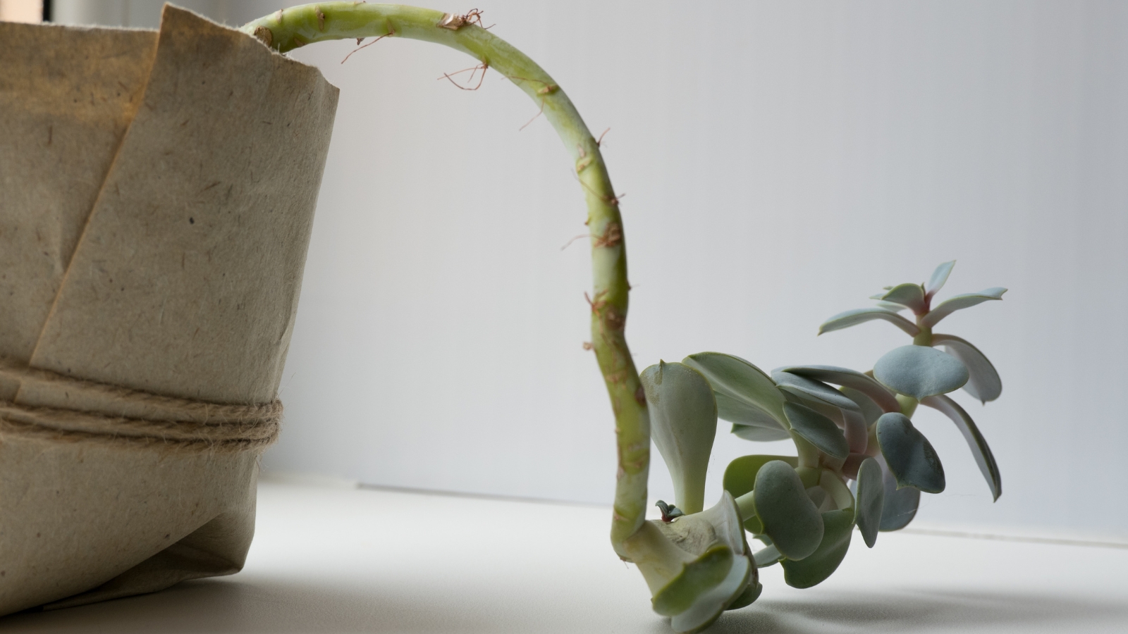 Succulent plant with a long, overgrown, stem, hanging over a pot with thick, plump leaves growing on the end of the stem.