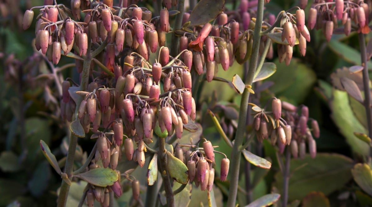 Close-up of flowering Kalanchoe Fedtschenkoi plant