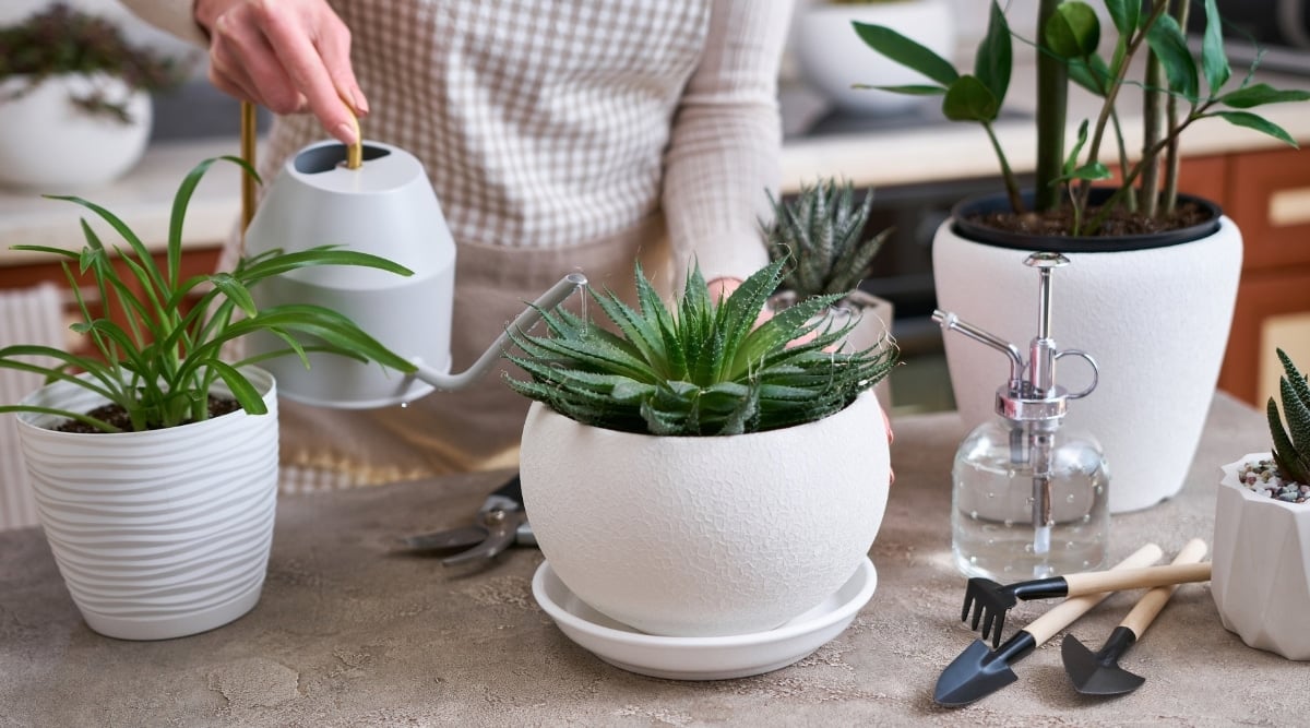 Succulent Getting Watered by Watering Can in White Pot. There are many different white pots sitting on a desk with many different types of plants. The gardener is using a white watering can.