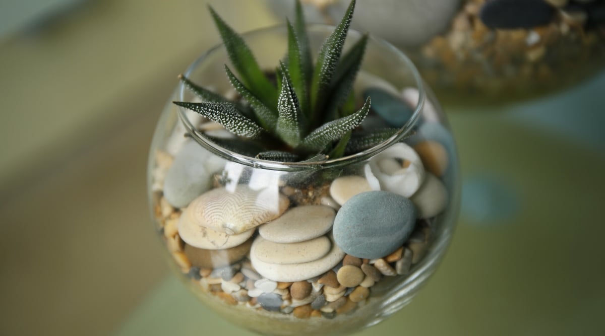 Close-up of Fasciated Haworthia in a glass round pot filled with decorative pebbles.