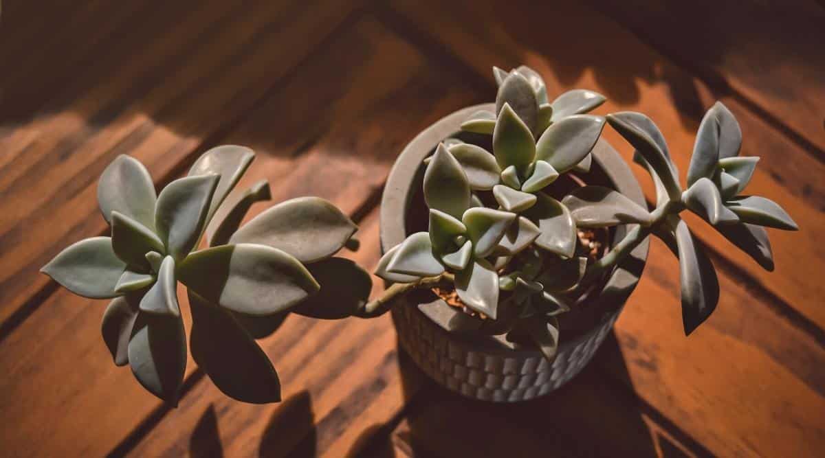 Succulent Graptopetalum Paraguayense in a Container Growing on a Tabletop