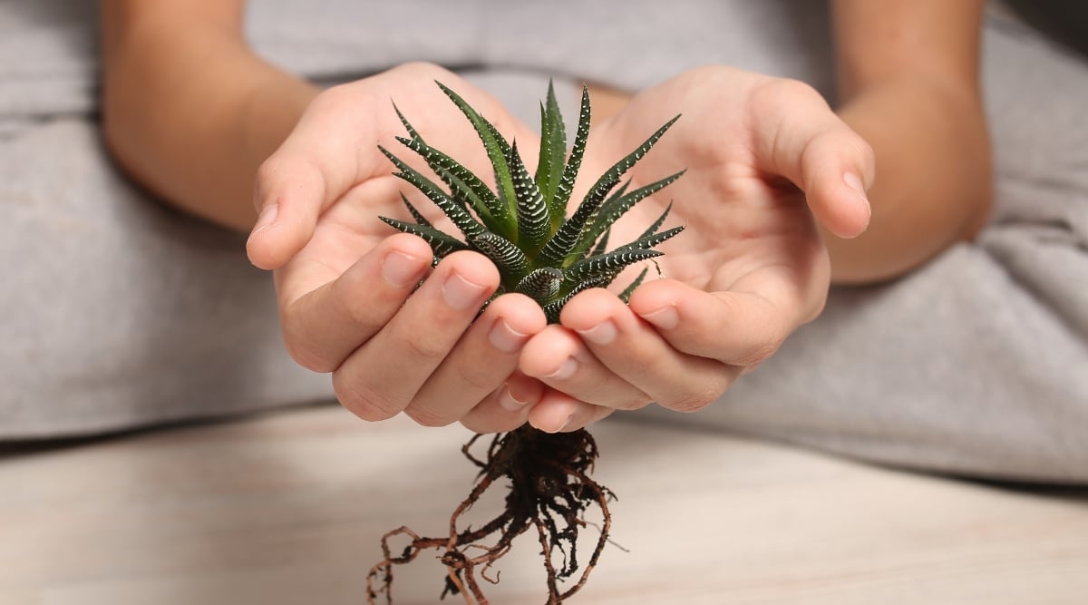 A pair of hands gently cradles a vibrant Zebra Plant, showcasing its roots and unique foliage. The hands appear strong yet delicate as they carefully hold the plant, emphasizing the importance of handling it with care and precision.