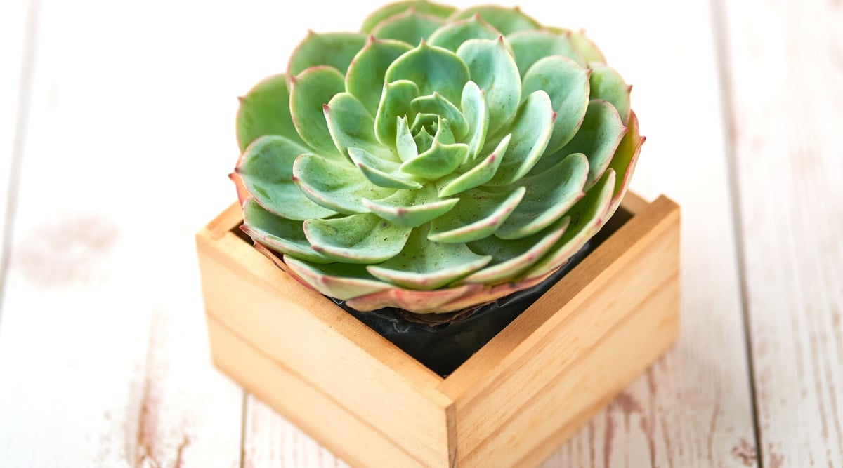 Close-up of Echeveria pulidonis in a square wooden pot on a wooden surface.