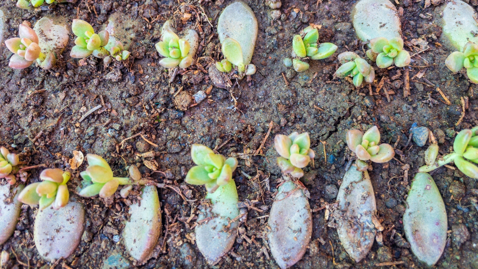 Close up of several plum, oval shaped, leaves lined up in a row on the dirt, that have small, budding rosette leaves growing from the base of each leaf.