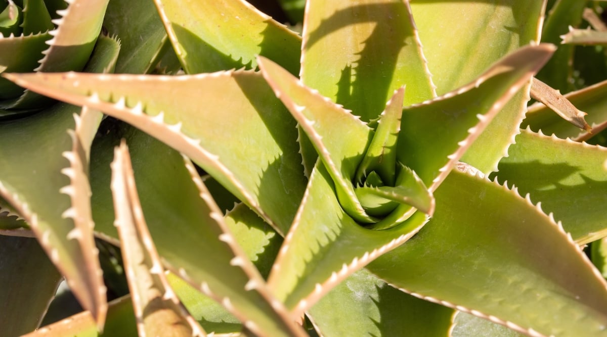 A vibrant cluster of aloe vera leaves with sharp thorns under direct sunlight, showcasing a deep green color. These desert-origin succulents require approximately eight hours of direct sunlight daily to thrive.