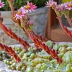 succulent-plant-in-garden-with-flowers-blooming