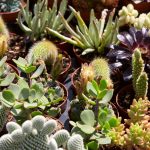 succulent-plants-and-small-cactus