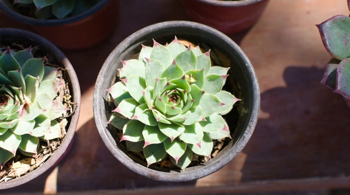 A potted succulent plant stands out with its vibrant green leaves, accentuated by red pointed tips, creating a visually striking display. The plant draws nourishment from the rich brown soil in its sleek black pot. Surrounded by other succulents, it forms a captivating ensemble, showcasing nature's diversity and beauty.