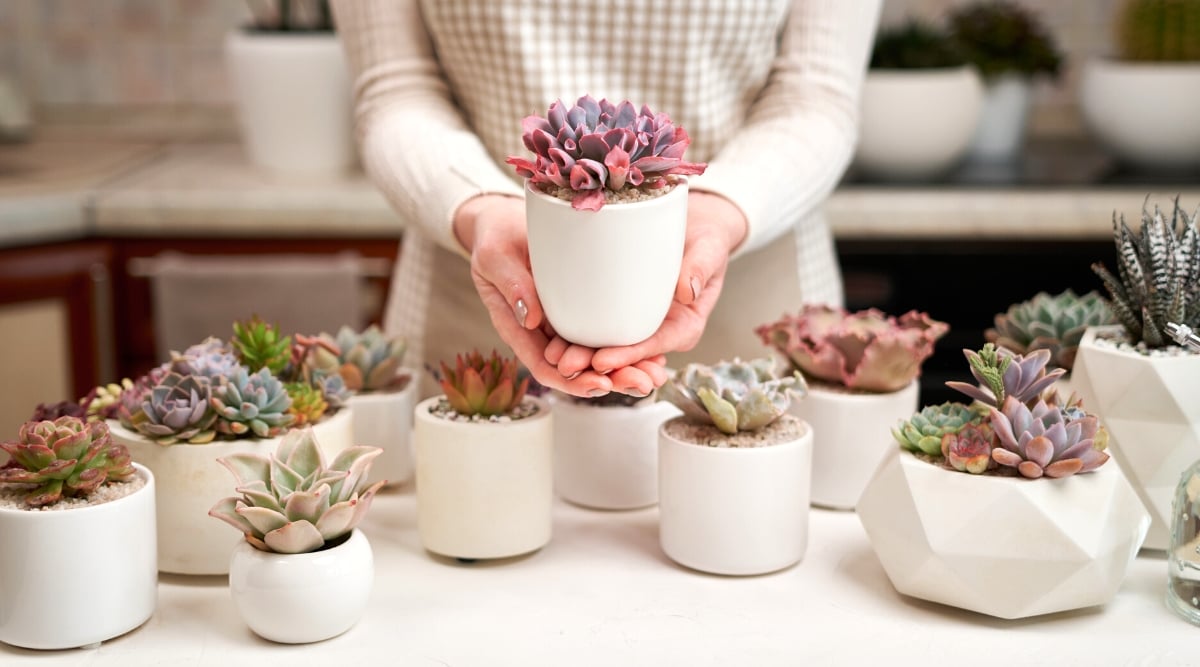 Close-up of many different types of succulents in small ceramic pots on a white table, indoors. A woman is holding one of the succulents in her hands. The pots come in different sizes and shapes, some are smooth rounded, some are straighter and taller, and some have different geometric patterns. Succulents have a variety of rosettes of different succulent leaves in pale green, purple, pink and bluish green.