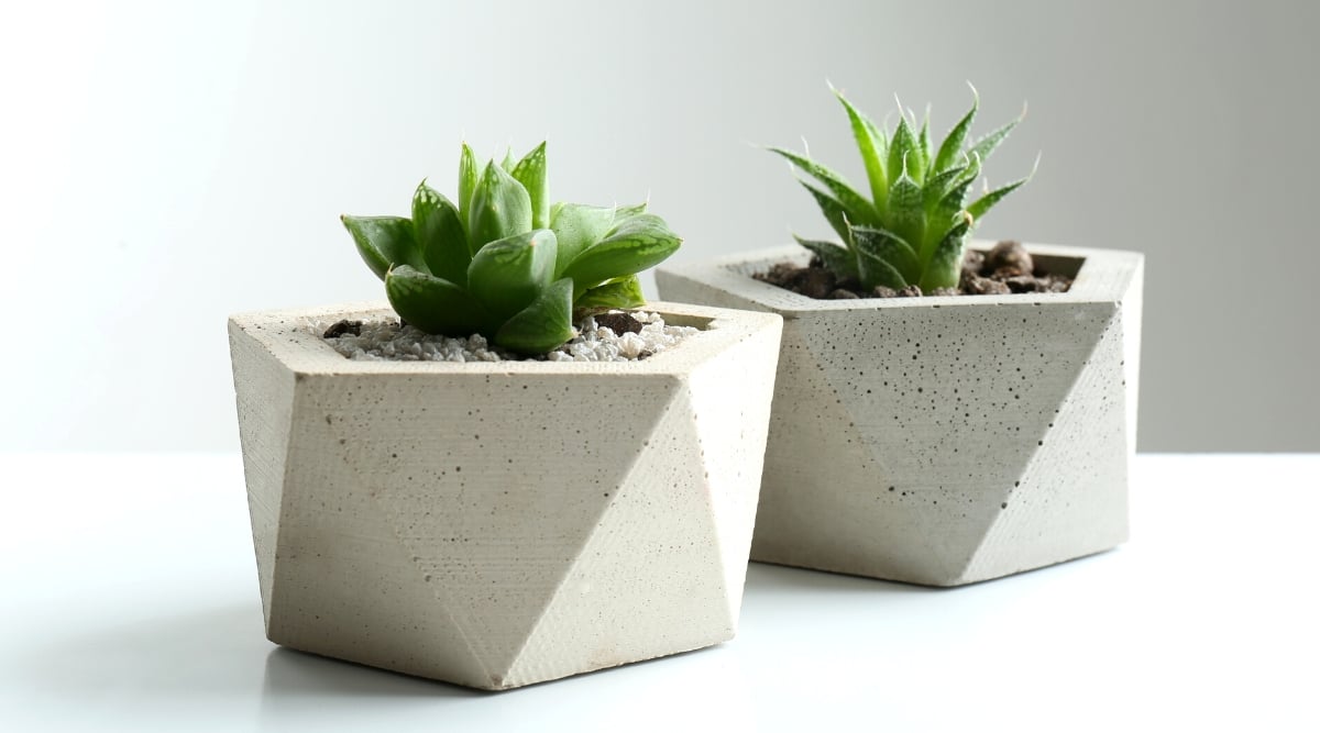 Close-up of Haworthia cooperi and Lace Aloe succulents in Geodesic Concrete Planters. Geodesic Concrete Planters feature a unique geometric concrete structure resembling volumetric honeycombs or geodesic domes. Haworthia cooperi has small thick succulent dark green leaves while Lace Aloe exhibits oblong succulent leaves in bright green with white dots.