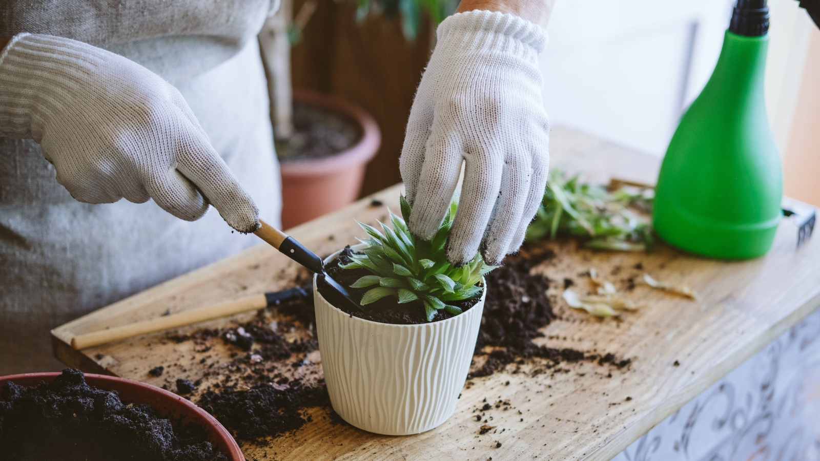 Close up of a woman potting a small green succulents into small white pot. The succulent has light green, plump, rounded leaves with a slight point at the tip.