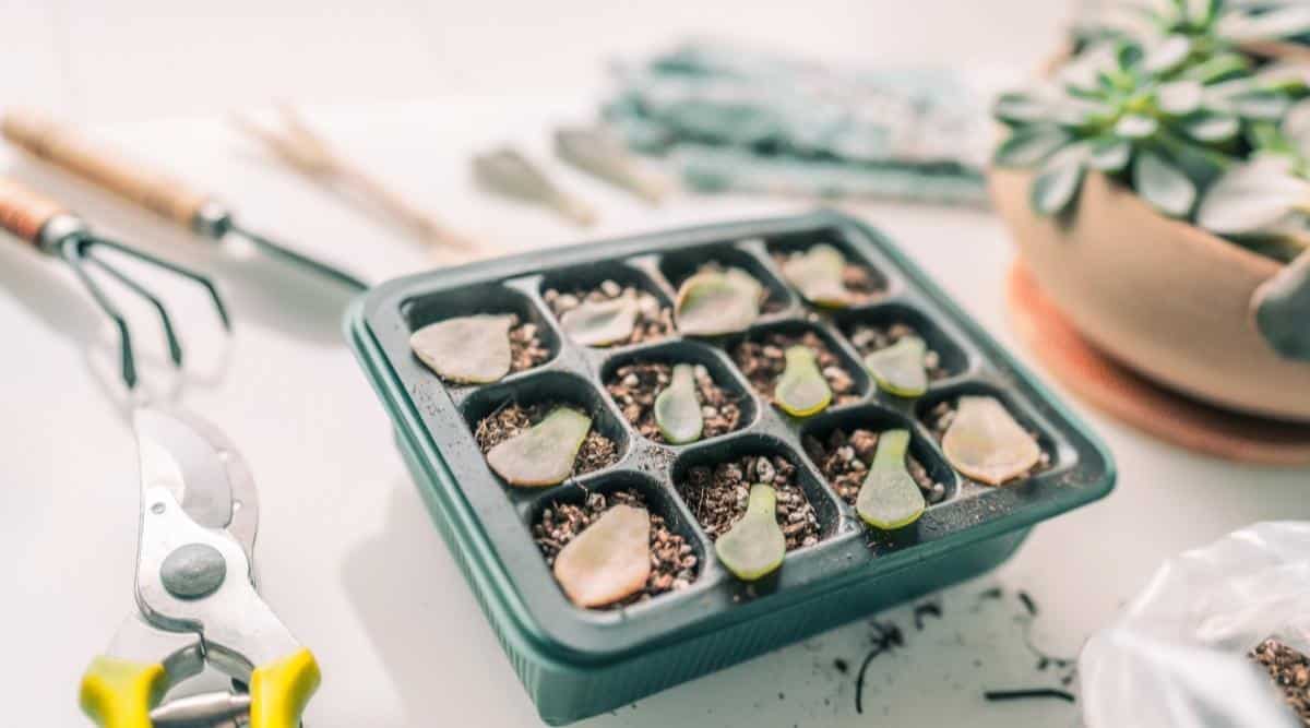 Succulent propagation