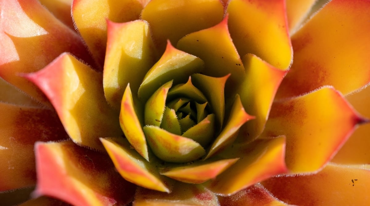 Close-up of Sempervivum 'Gold Nugget' plant with rosettes of fleshy, pointed leaves that are golden-yellow in color.