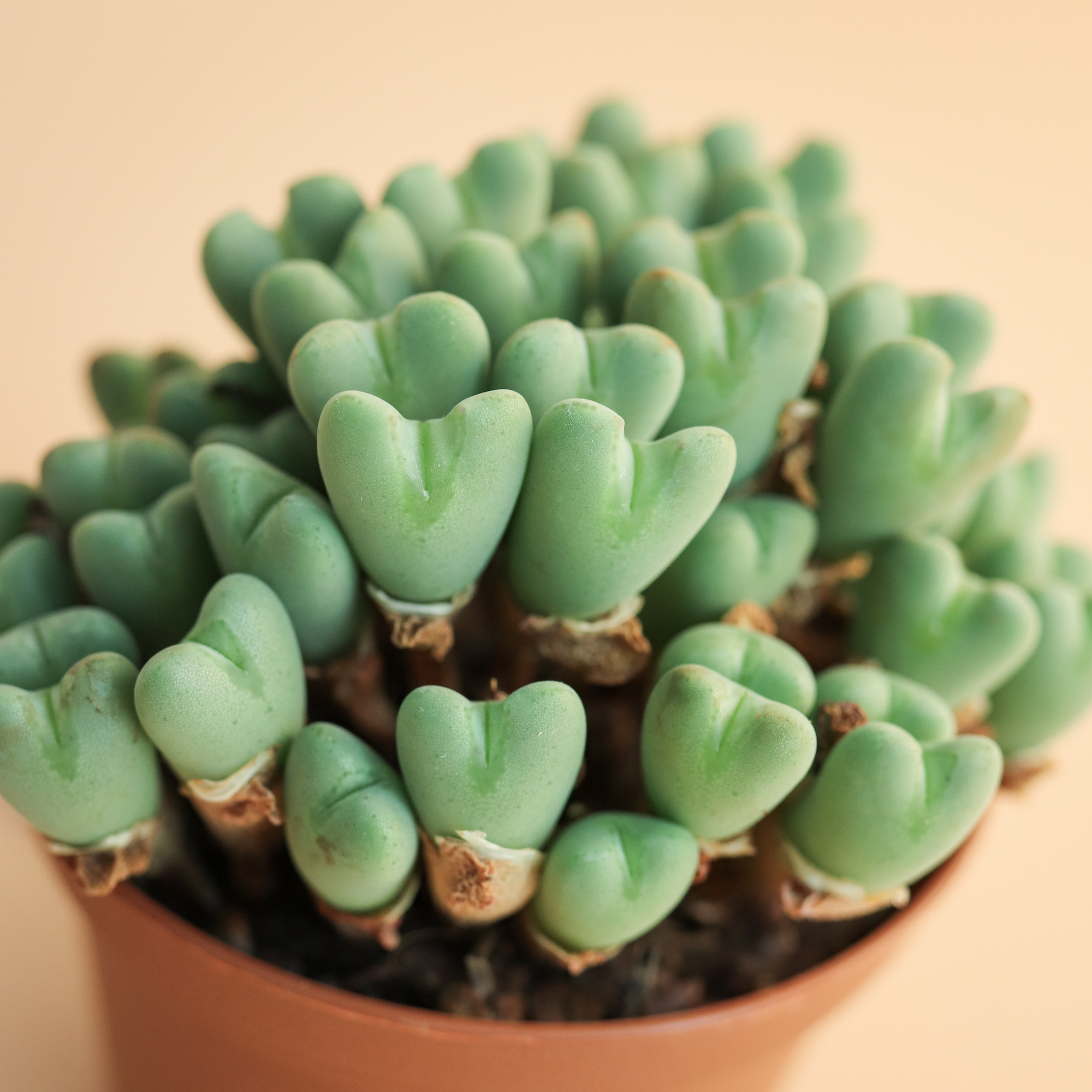 succulents Exploring Conophytum