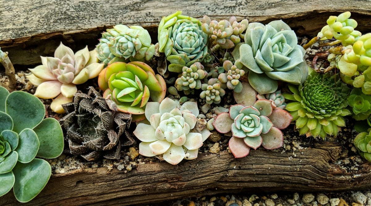 A weathered driftwood planter takes center stage, showcasing a rustic charm that complements the organic beauty of nature. Lush succulents, in various shapes and hues, intricately weave together, creating a harmonious tapestry that highlights the planter's unique character.