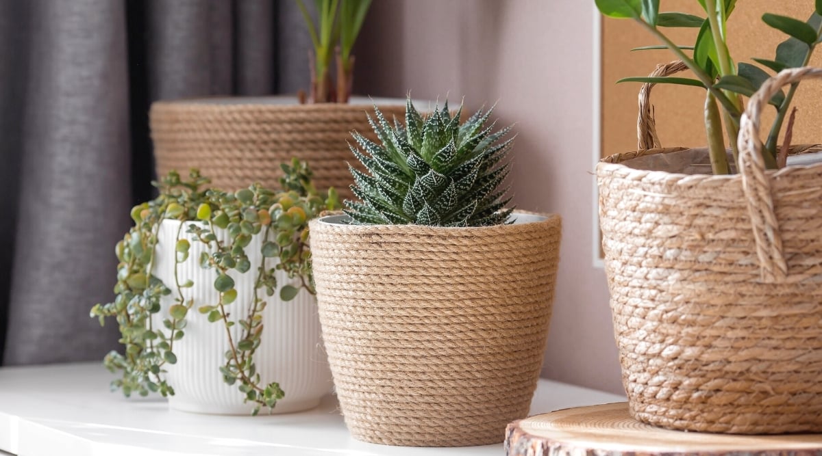 Close-up of various succulent plants in decorative pots indoors.