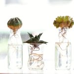 succulents-grow-in-water