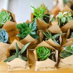 succulents-in-an-eco-paper-bag