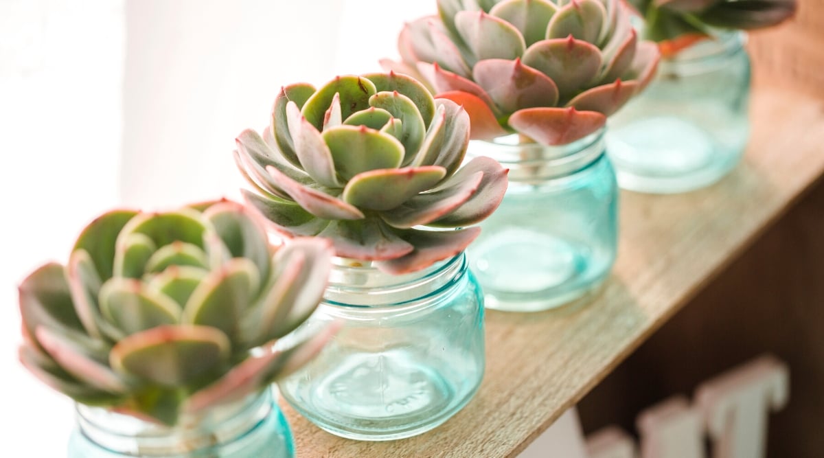 Close-up of four Echeveria succulents in blue glass jars on a wooden windowsill. Echeveria is a diverse and visually striking genus of succulent plants prized for their captivating rosette-shaped foliage. The leaves are fleshy, thick, and arranged in a symmetrical, overlapping pattern, creating a distinctive rosette. They include shades of green, blue, and pink at the tips. The leaves are covered with a white matte coating.