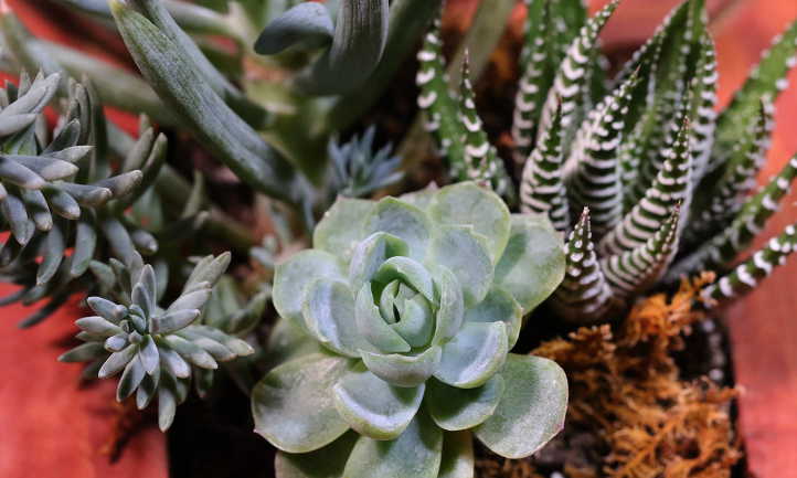 Succulents in a planter