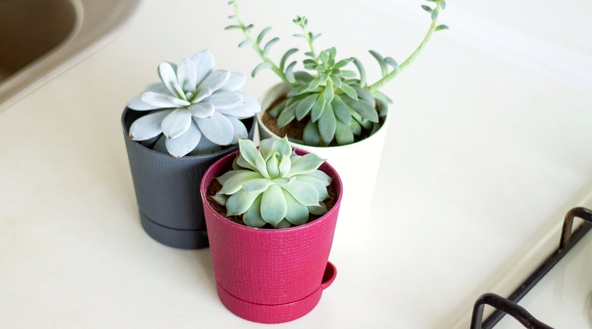 Close-up of various Echeveria succulents in plastic pots on a white table. Round plastic pots in gray, white, and crimson with distinctive structures. Echeveria plants with rosettes of elongated oval succulent leaves in pale green and grayish-blue hues.